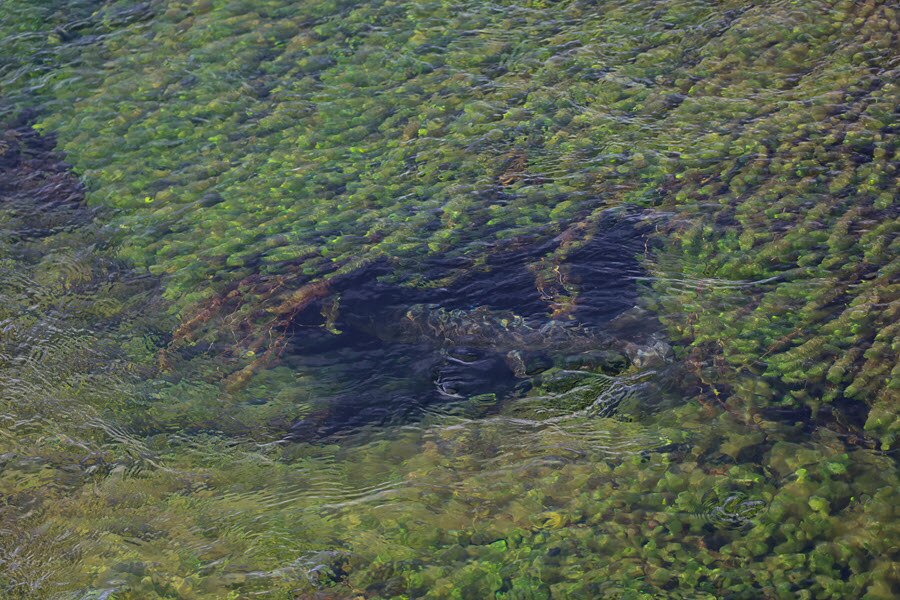Seeing a wily ol’ brown trout is one thing, but putting a fly in front of it that it will eat is an entirely different proposition. Photos courtesy of Nick Jones and Grant Blair,